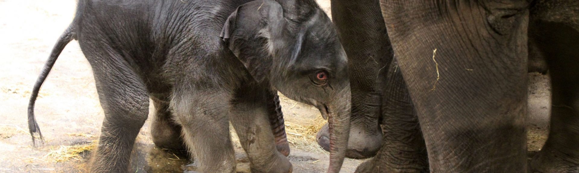 Pasgeboren olifantje